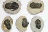 Lot: Assorted Devonian Trilobites - Pieces #119924-1